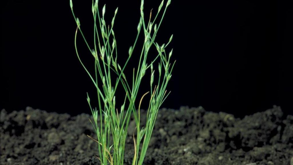 Kamır (Juncus bufonius) Nedir? Sulak Alanların Sessiz Bitkisini Tanıyın