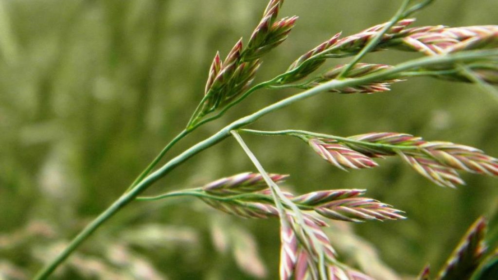 Kırmızı Yumak (Festuca rubra) Nedir? Dayanıklı ve Çok Yönlü Bir Çim Bitkisi