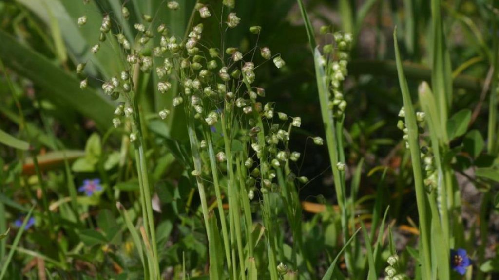 Küçük Zembil (Briza minor) Nedir? Doğada Sıkça Karşılaşılan Bu Bitkinin Özellikleri