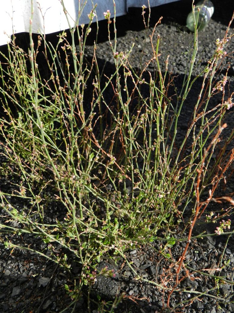 Polygonum bellardii Nedir Faydaları Nelerdir Doğada Nasıl Tanınır