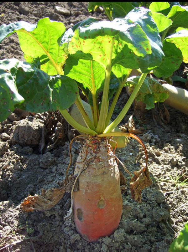 Adana Pancarı (Beta adanensis) Özellikleri, Yetiştiği Bölgeler ve Tarımsal Önemi
