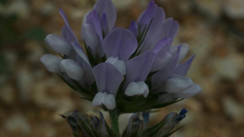 Asfalt Otu (Bituminaria bituminosa) Nedir, Ne İşe Yarar?