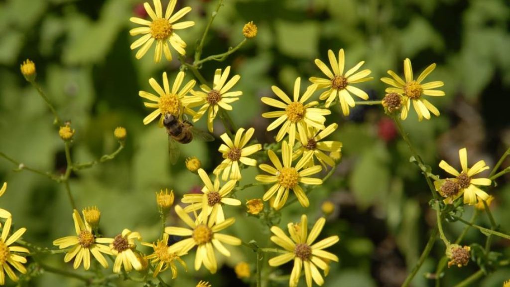 Bostan Kanarya Otu (Senecio jacobaea) Tehlike Saçabilir