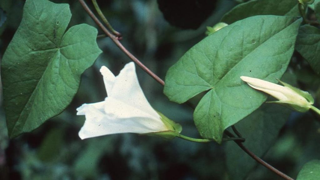 Çit sarmaşığı (Calystegia sepium) Bahçeleri sarıyor ama faydaları şaşırtıyor