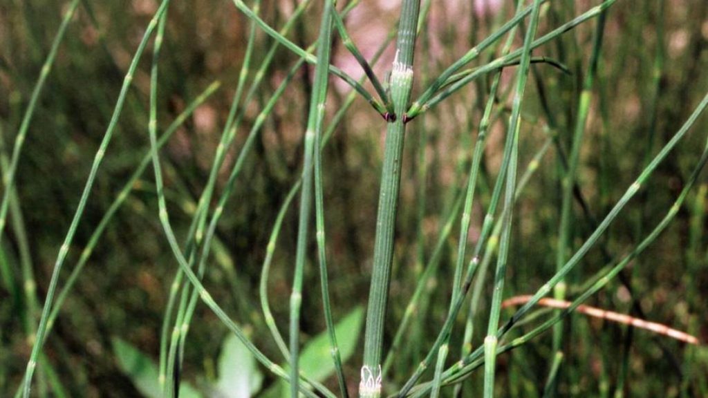 Dallı atkuyruğu (Equisetum ramosissimum)