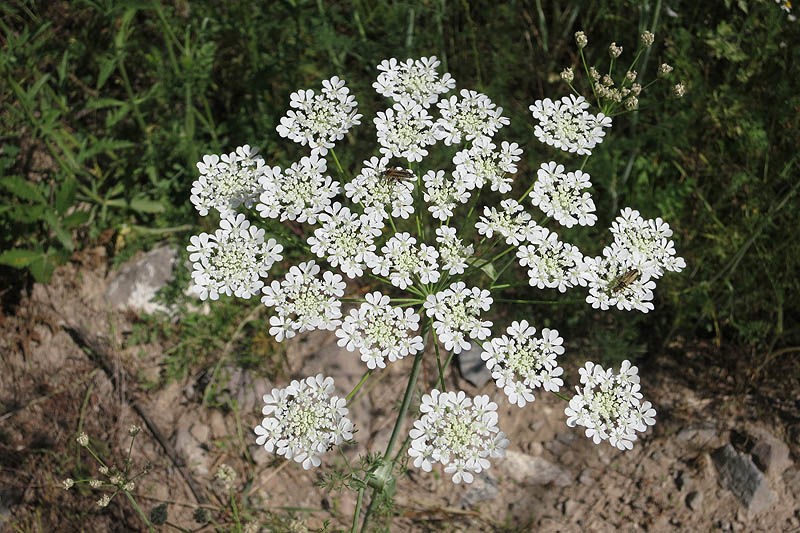 Doğu Havucu (Astrodaucus orientalis) Faydaları ve Özellikleri Nelerdir