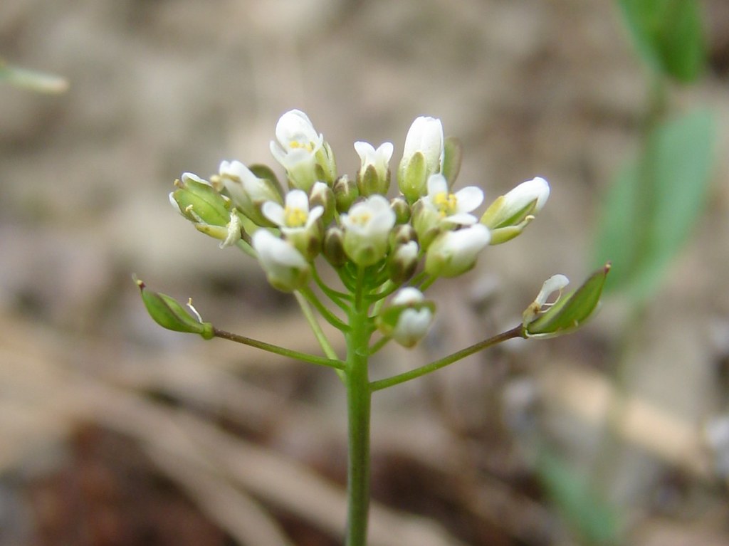 Giyle Bitkisi (Thlaspi perfoliatum) Faydaları, Özellikleri ve Zararları