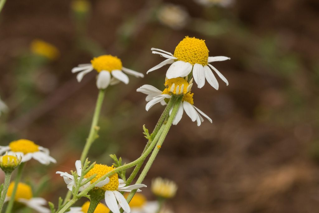 Hozan Çiçeği (Anthemis cotula) Faydaları Nelerdir ve Doğada Nasıl Tanınır
