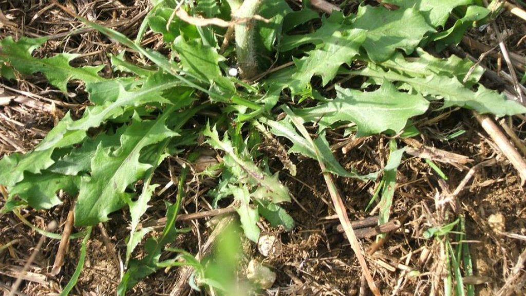 Karakavuk Bitkisi (Chondrilla juncea) Yol Kenarlarında Gizlenen Şifa
