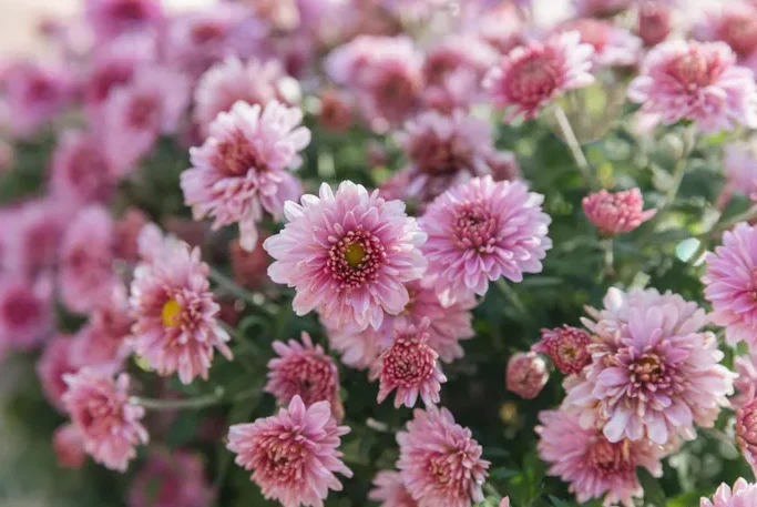 Krizantem Çiçeği Nedir? Kasımpatı Özellikleri, Anlamı ve Kullanım Alanları (Chrysanthemum)