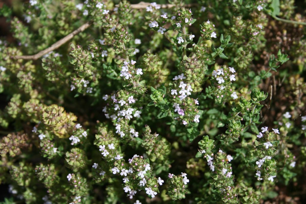 Kekik (Thymus spp) Faydaları Kullanımı ve Bilinmeyen Gerçekler