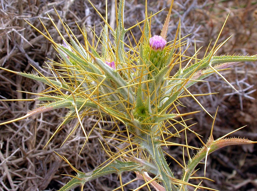 Kılçık Diken (Picnomon acarna) Doğada Sık Karşılaşılan Dikenli Şifalı Bitki