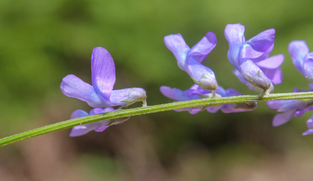 Kır Fiği Nedir? (Vicia tenuifolia) Fiğ Bitkisi Hakkında Bilinmeyenler