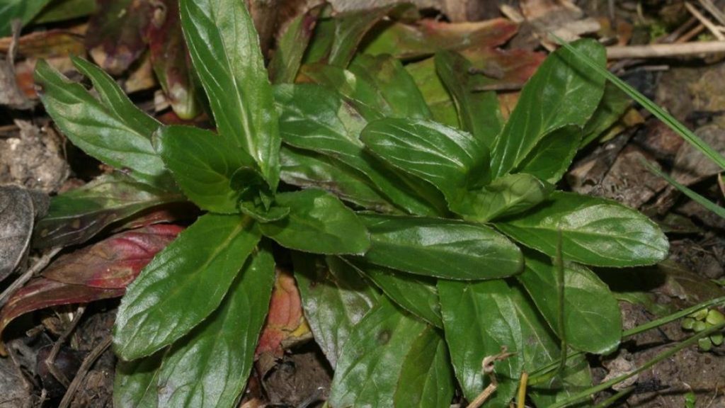 Köşeli Gövdeli Yakı Otu (Epilobium tetragonum) Doğal Şifanın Az Bilinen Gücü