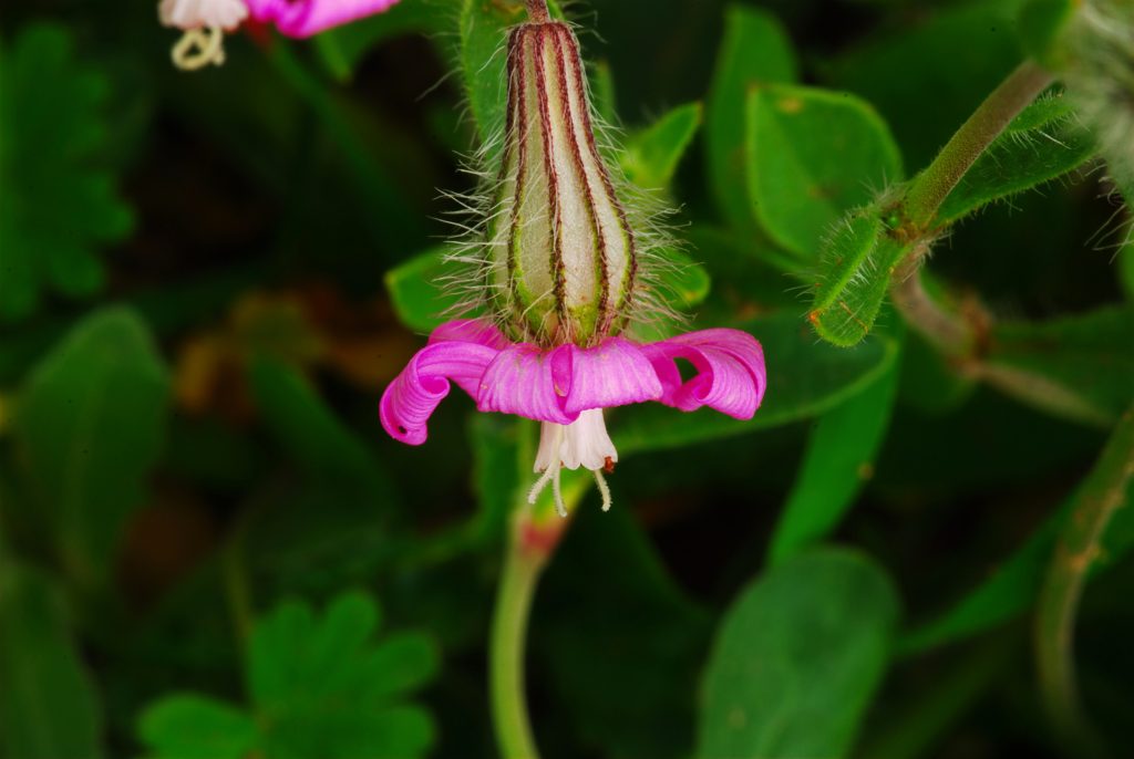 Kum Nakılı (Silene colorata) Faydaları ve Özellikleri Nelerdir Doğada Gizlenen Şifalı Bitki