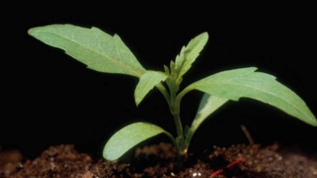 Kurtayağı (Lycopus europaeus) Nedir, Faydaları Nelerdir?