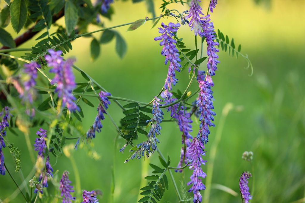 Kuş Fiği (Vicia cracca) Faydaları ve Yetiştiriciliği
