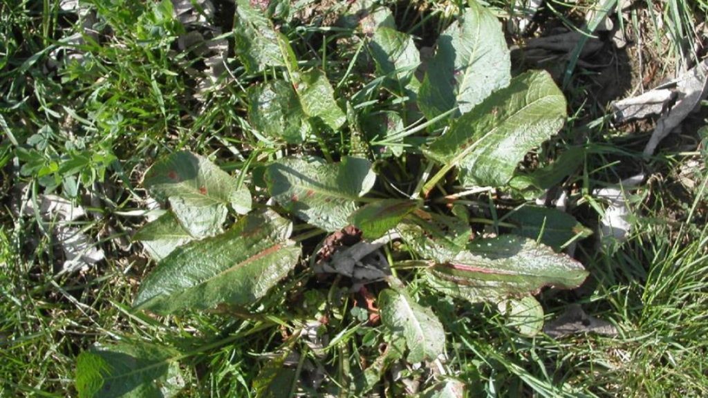 Küt Yapraklı Labada (Rumex obtusifolius) Faydaları Nelerdir Doğada Gizlenen Şifa Kaynağı