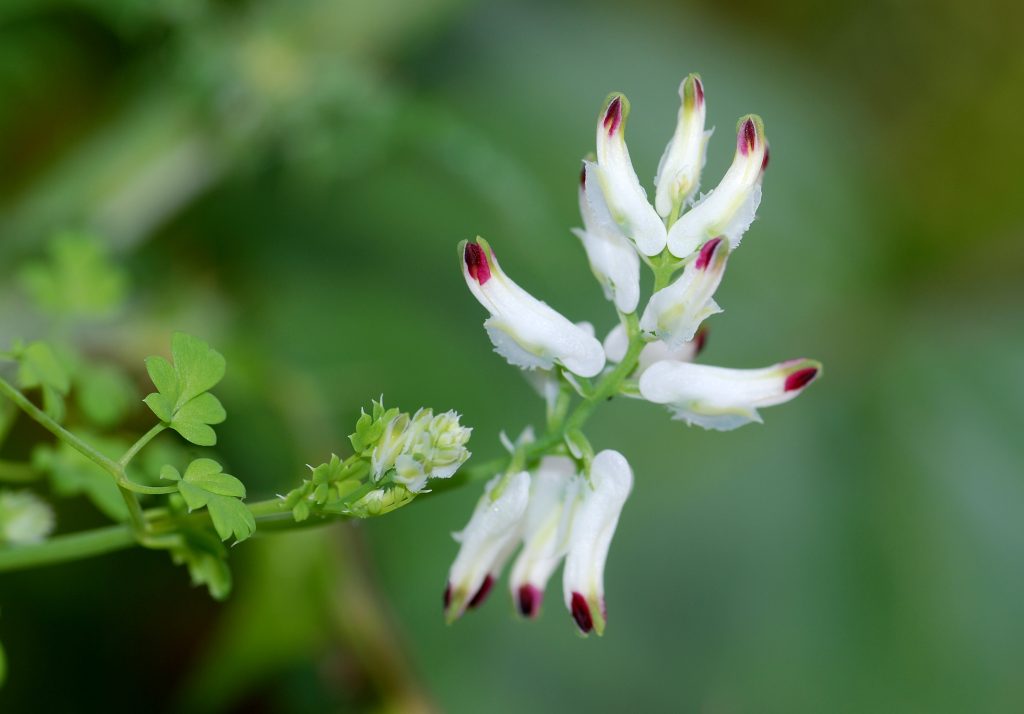 Şahtere Otu (Fumaria vaillantii) Faydaları Nelerdir Doğal Karaciğer Dostu Bitkiyi Yakından Tanıyın