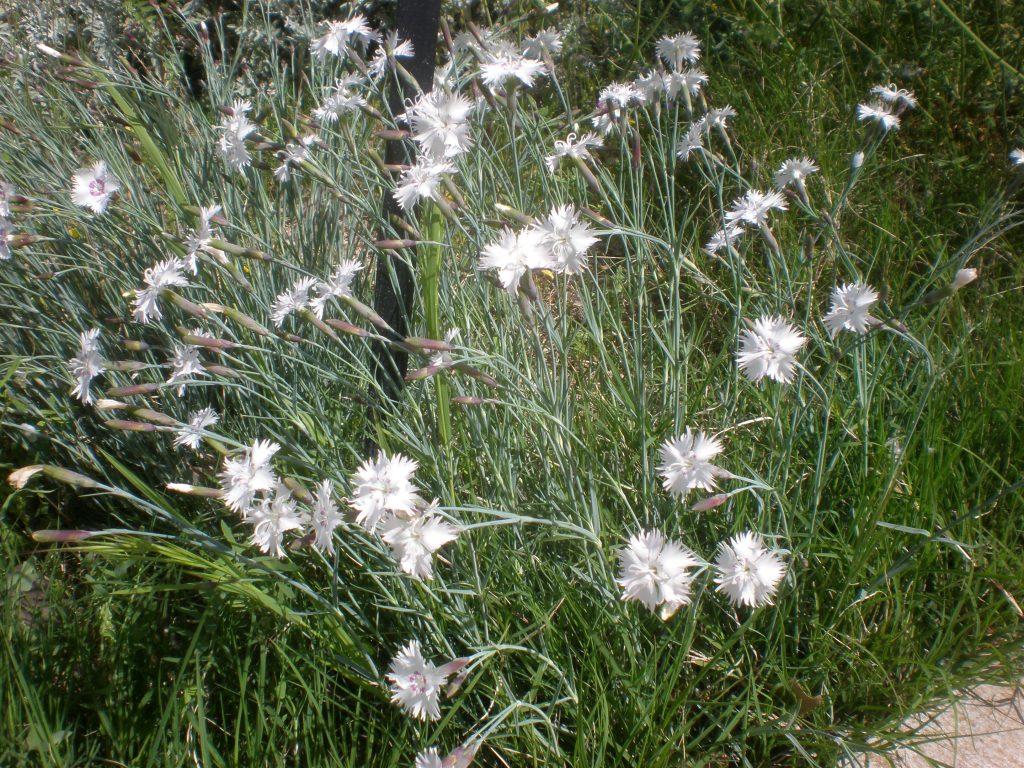 Yabani Karanfil (Dianthus anatolicus) Anadolu’nun Zarif ve Dayanıklı Dağ Çiçeği