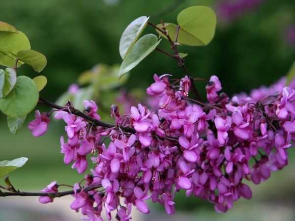 Yabani Erguvan (Cercis spp.) Faydaları Nelerdir Doğada Gizlenen Şifa Kaynağı