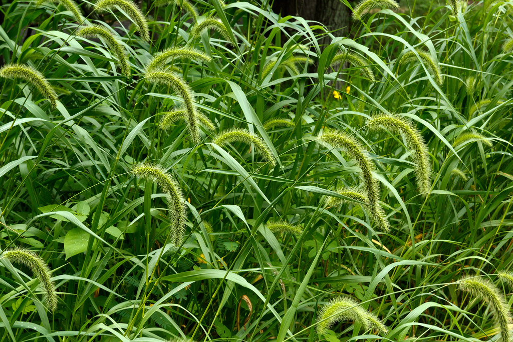 Yapışkan Darı (Setaria) Türünün Özellikleri, Zararları ve Mücadele Yöntemleri