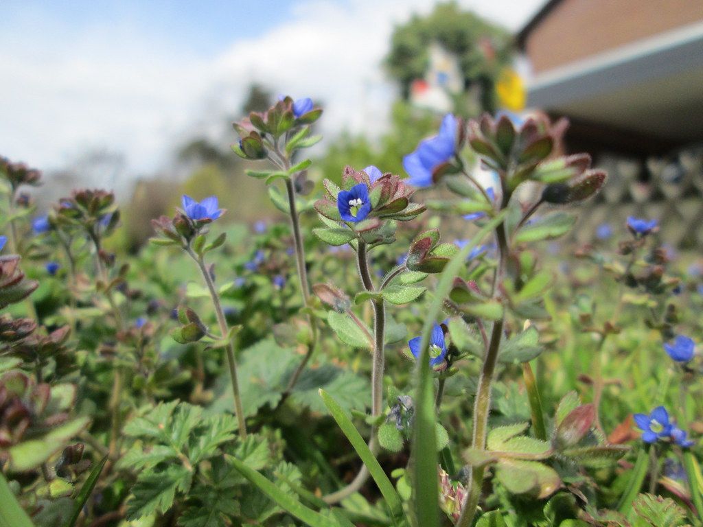 Parmaklı Yavşan Otu (Veronica Triphyllos) Bitkisinin Özellikleri ve Yetiştiği Yerler