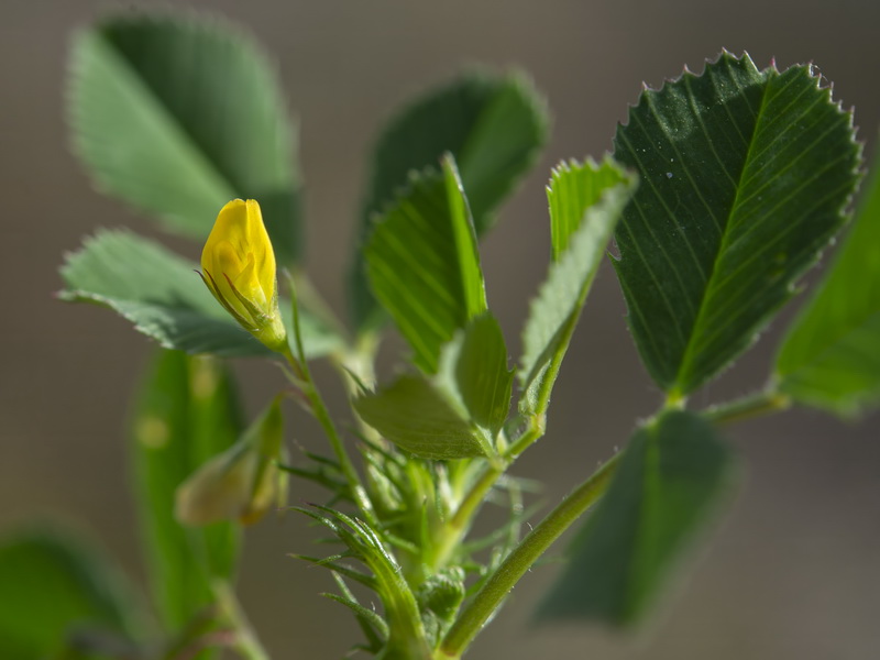 Paralık Bitkisi (Medicago orbicularis) Faydaları Nelerdir Doğada Gizli Kalan Şifalı Bitkiyi Keşfedin