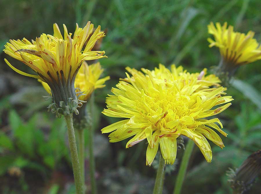 Aslan Dişi (Taraxacum serotinum) Faydaları ve Özellikleri