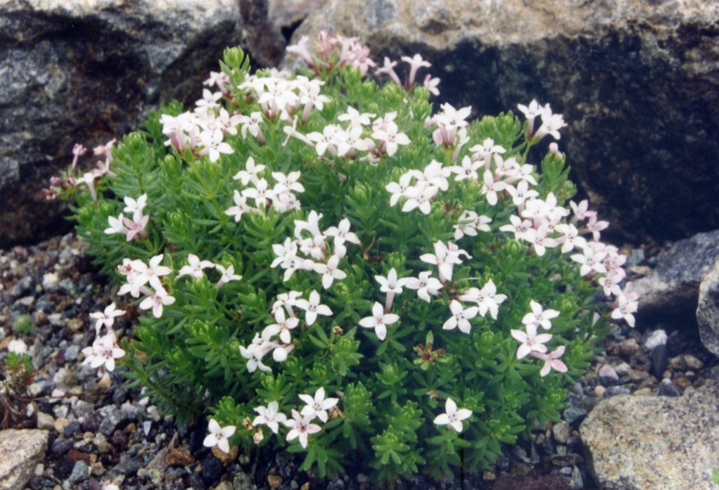 Asperula (Belumotu) Faydaları Nelerdir Doğal Şifa Kaynağı Bitki Rehberi