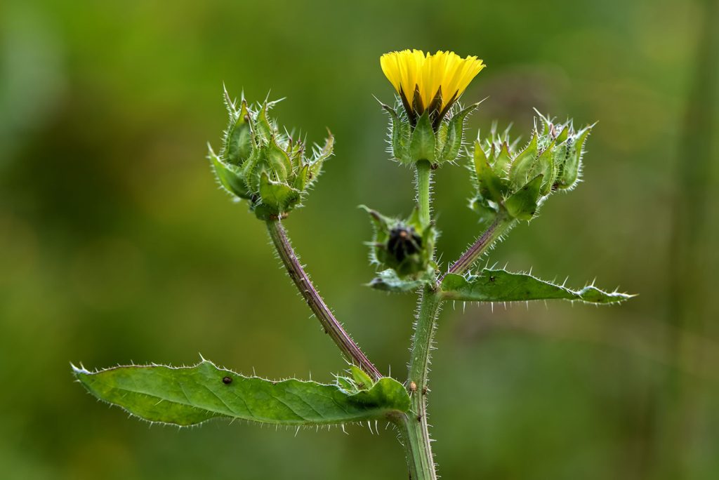Billur Düğme Bitkisi (Helminthotheca echioides) Faydaları ve Özellikleri