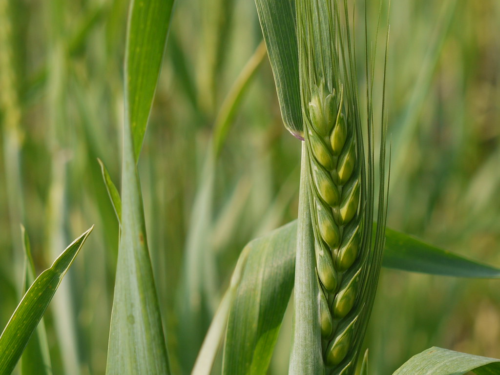 Buğday (Triticum Aestivum) İnsanlık Tarihindeki Önemi ve Faydaları