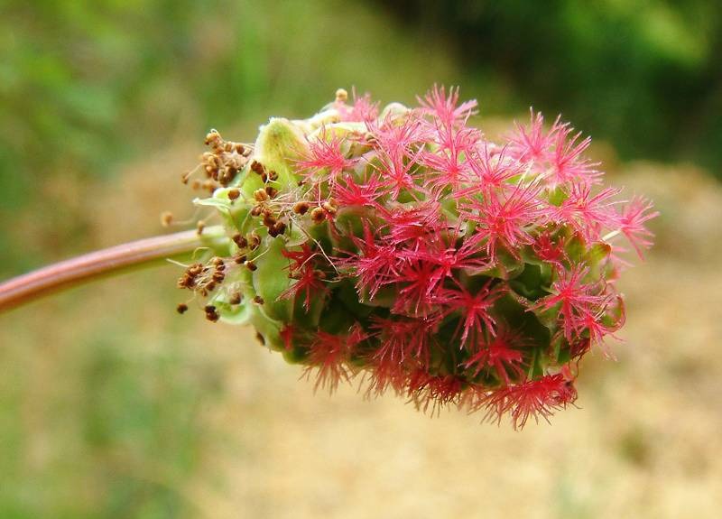 Küçük Burnet (Poterium Minor) Özellikleri ve Kullanım Alanları
