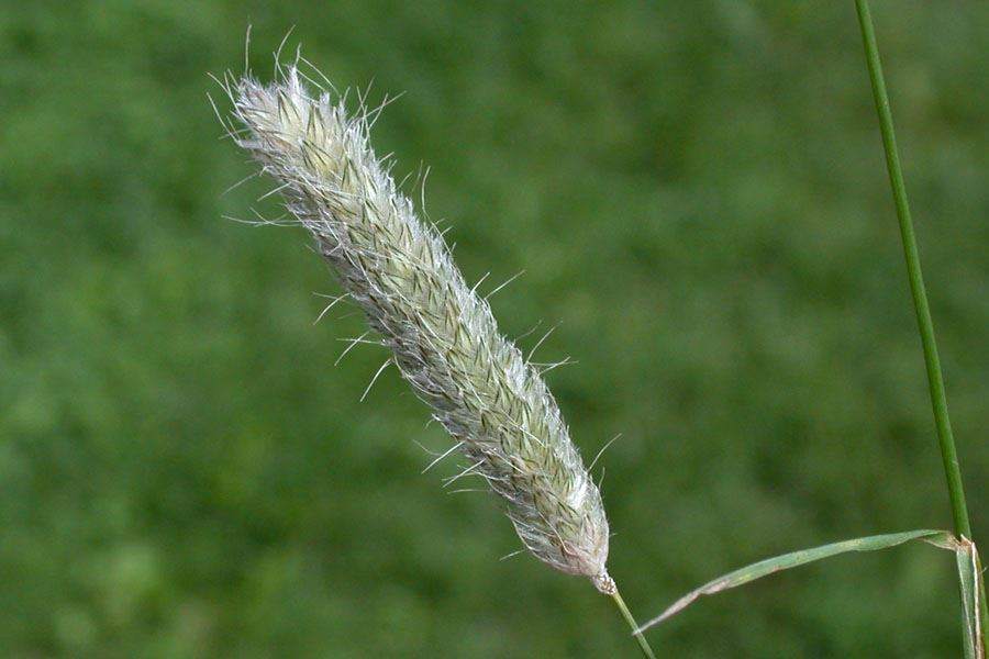 Çayır Tilki Kuyruğu (Alopecurus pratensis) Bitkisinin Özellikleri ve Yem Değeri