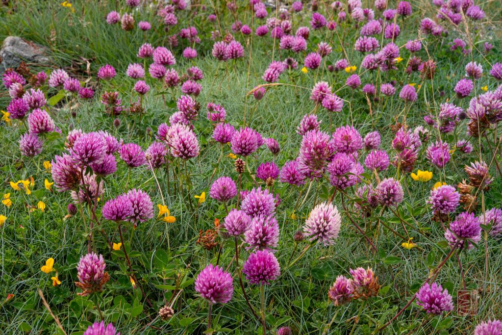 Çayır Üçgülü (Trifolium pratense) Faydaları Nelerdir Doğal Şifa Kaynağı Bitkiyi Yakından Tanıyın