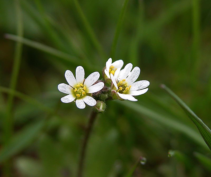 Çırçır Otu (Erophila verna) Çırçır Otunun Faydaları ve Özellikleri