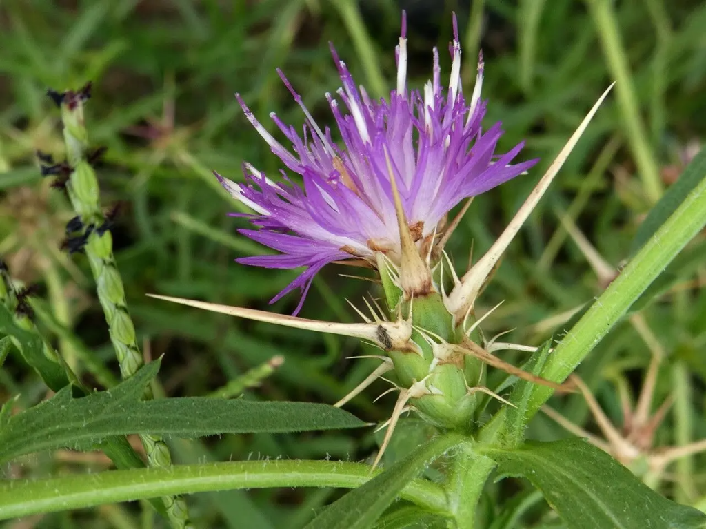 Çobankaldıran (Centaurea calcitrapa) Faydaları ve Özellikleri