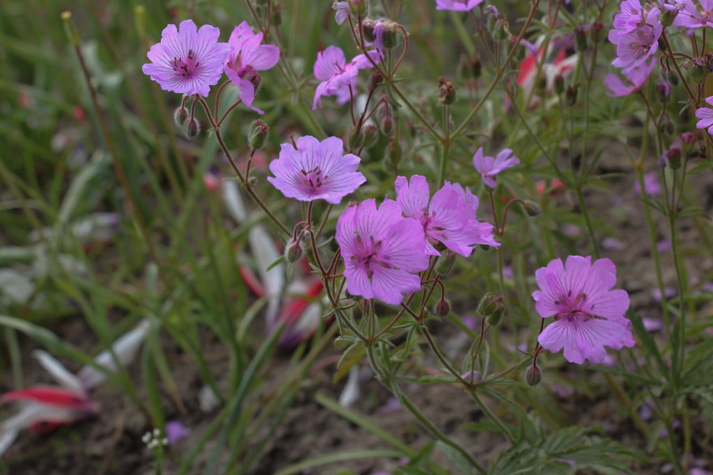 Devetabanı (Geranium tuberosum) Faydaları ve Özellikleri