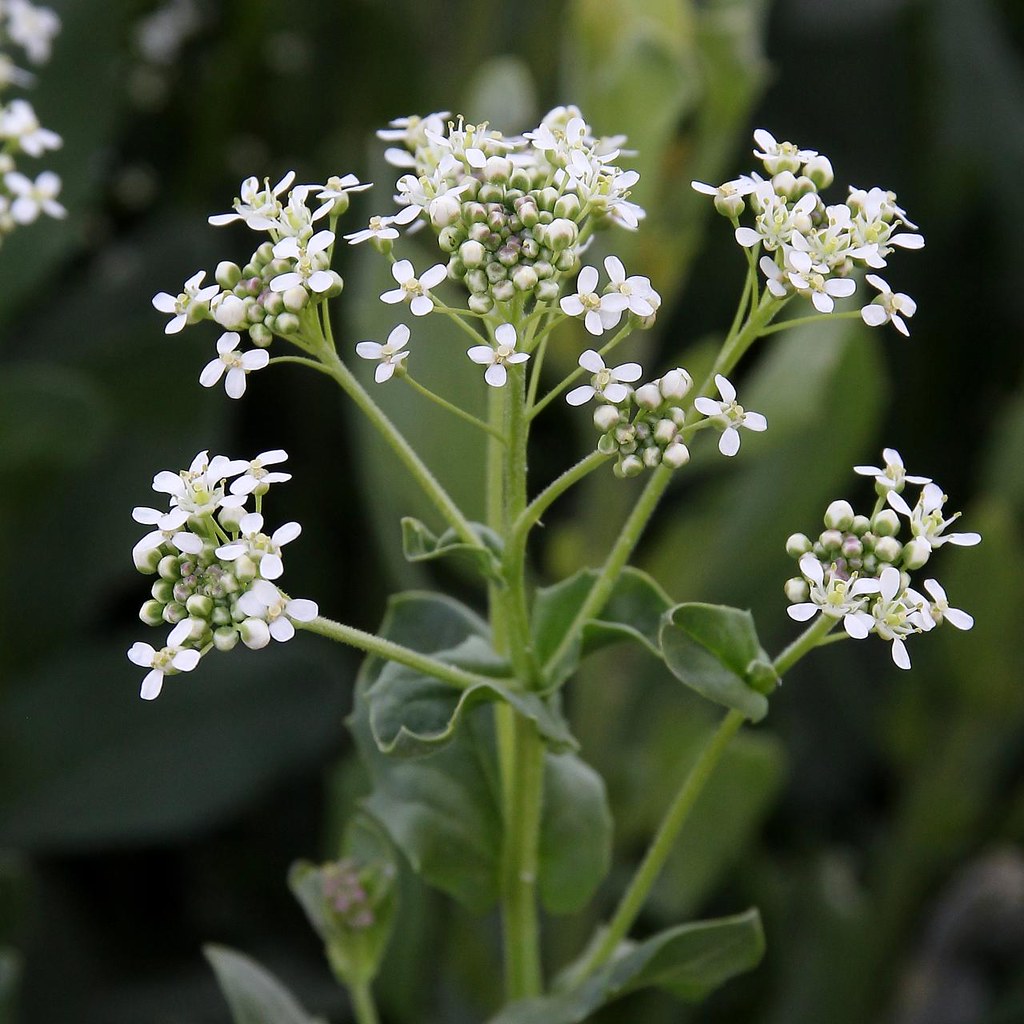 Diğnik Bitkisi (Lepidium draba) Faydaları ve Özellikleri