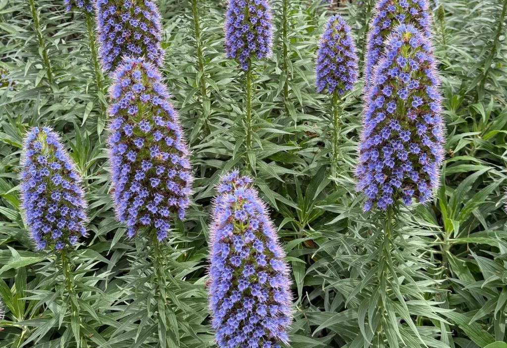 Engerek Otu (Echium) Türlerinin Faydaları ve Özellikleri
