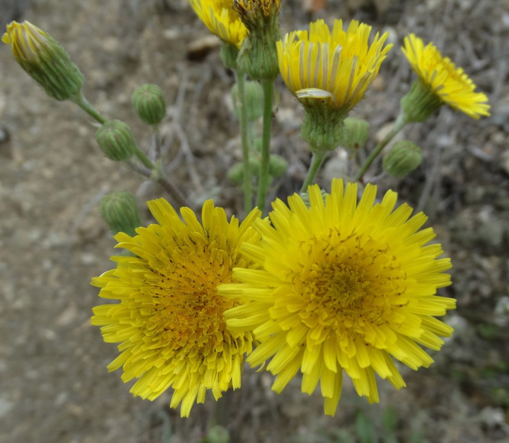 Eşekgevreği (Sonchus asper) Faydaları Nelerdir Doğada Kendiliğinden Yetişen Şifalı Bitkiyi Tanıyın