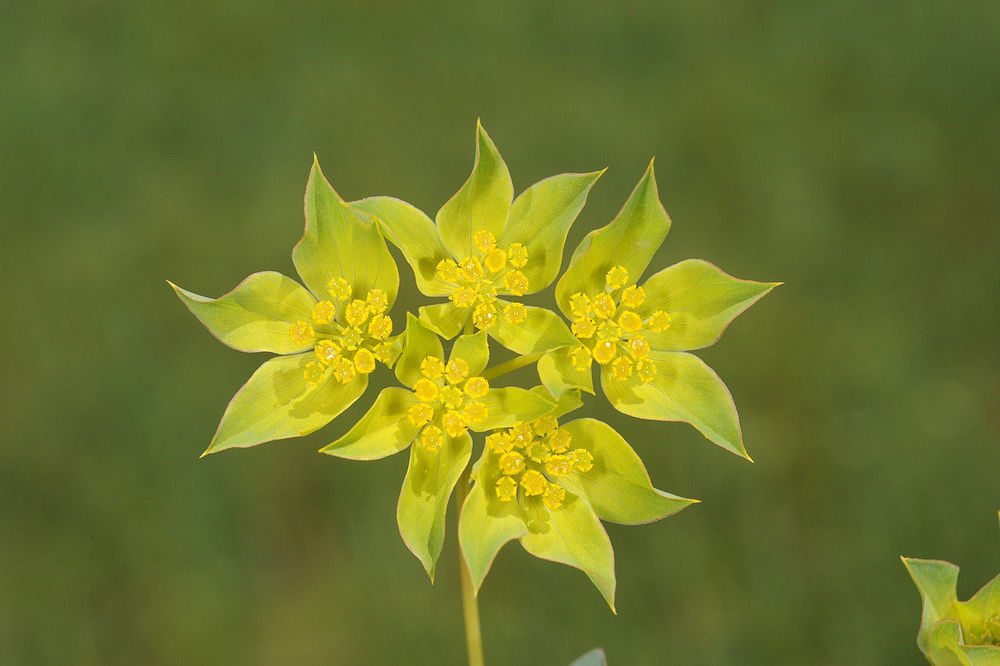 Tavşan Kulağı (Bupleurum rotundifolium) Şaşırtan Faydaları ve Özellikleri