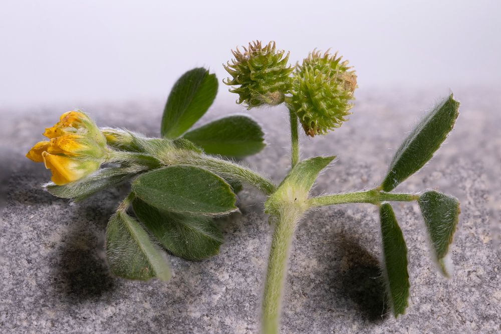 Gurnik Bitkisi (Medicago Minima) Hakkında Bilinmeyen Faydalar ve Özellikler