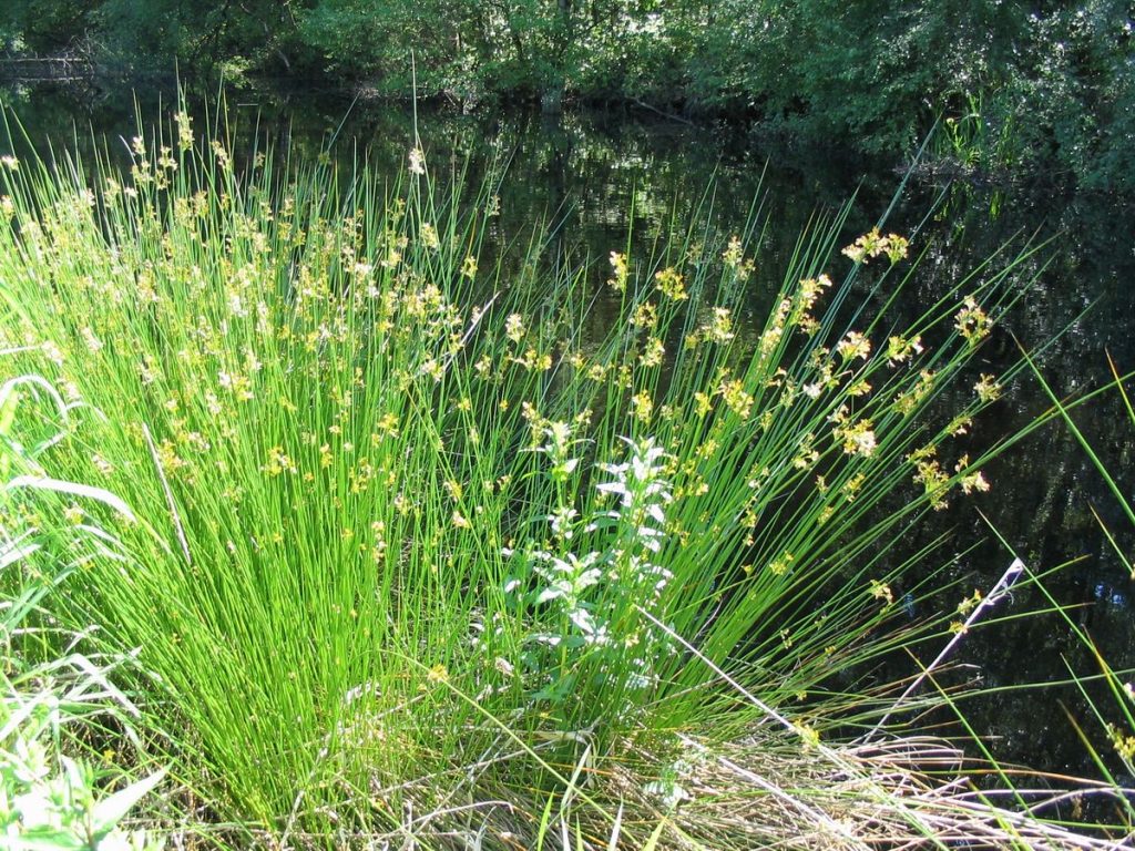Hasır Otu (Juncus sp.) Bataklıkların Dayanıklı Bitkisi ve Geleneksel Kullanım Alanları