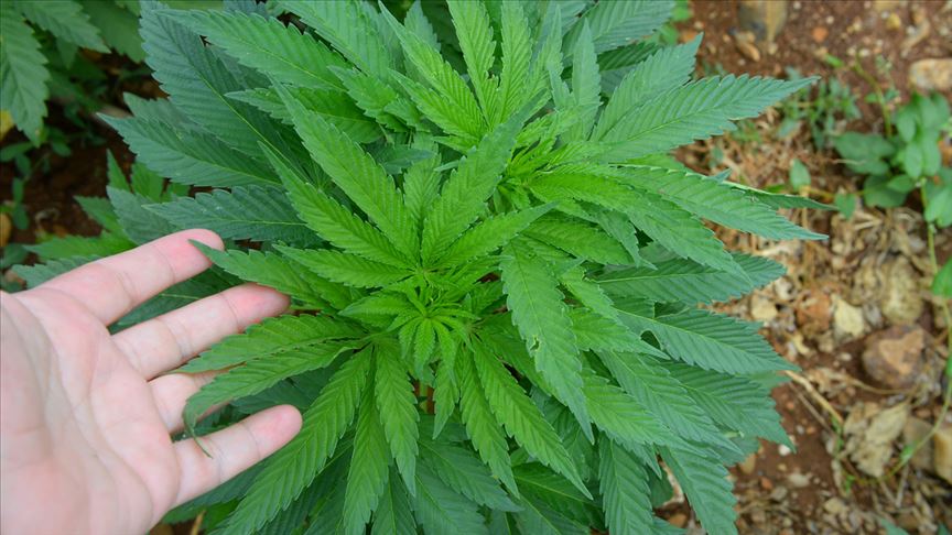 Hint Keneviri (Cannabis sativa) Bitkisinin Özellikleri ve Kullanım Alanları