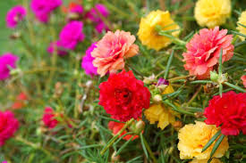 İpek Çiçeği (Portulaca grandiflora) Rengarenk Görünümüyle Bahçelerin Vazgeçilmez Bitkisi