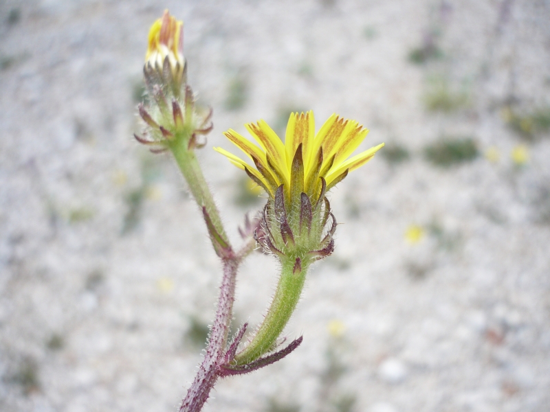 Kohum (Crepis Foetida) Faydaları ve Özellikleri