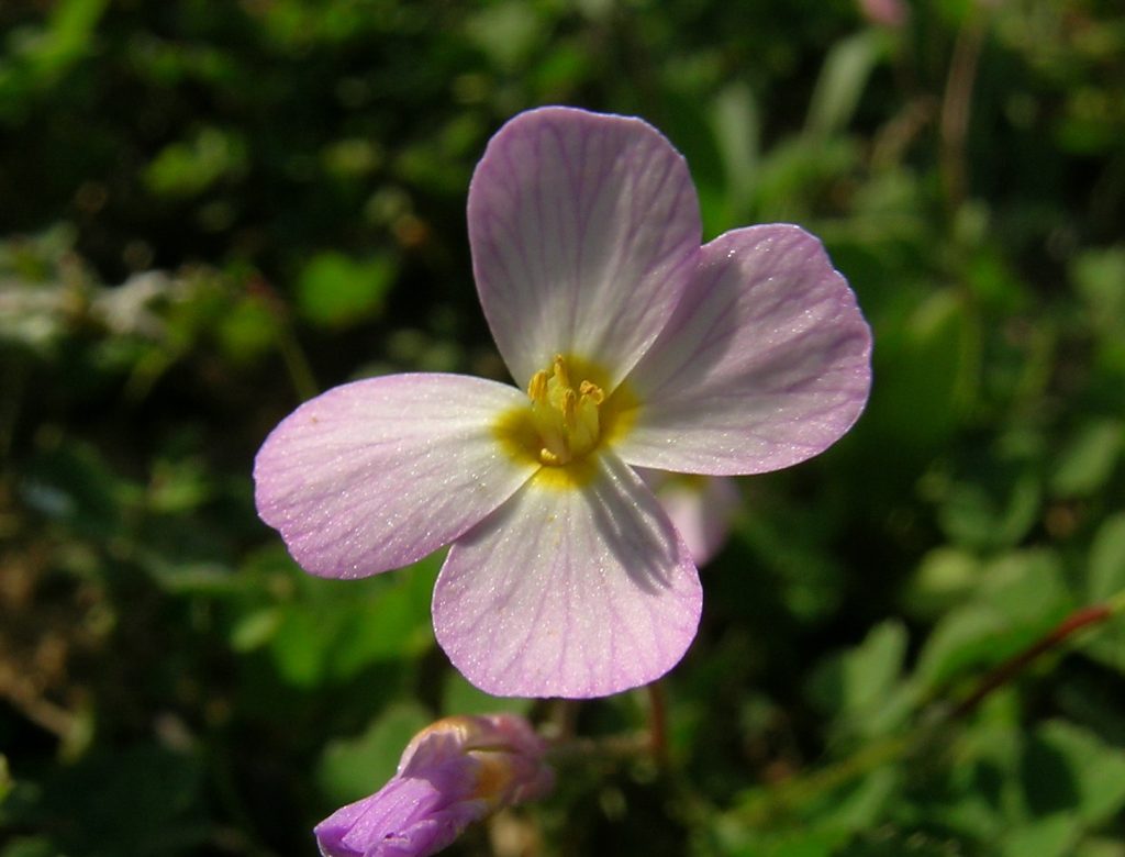 Mor Malkomya (Malcolmia Crenulata) Özellikleri ve Yetiştirme Rehberi