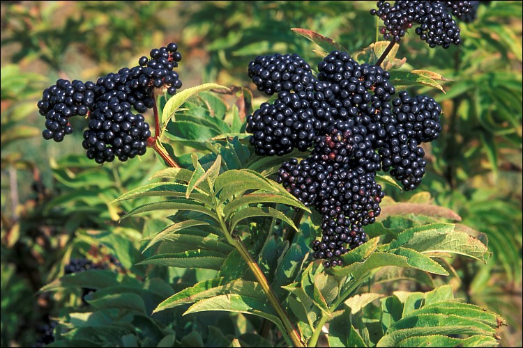 Mürver Otu (Sambucus Ebulus) Bitkisinin Özellikleri ve Geleneksel Kullanımı