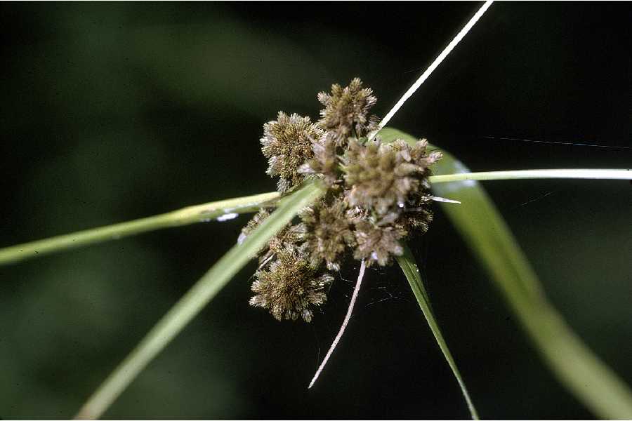 Sivri Saz (Scirpus sp.) Sulak Alanların Güçlü ve Dayanıklı Bitkisi Hakkında Bilinmeyenler